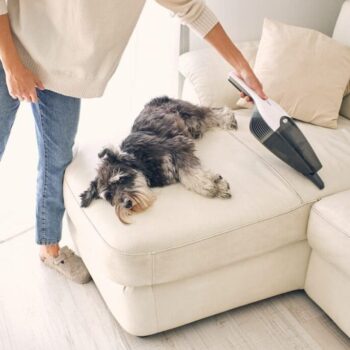 Vacuuming sofa while dog lies down.