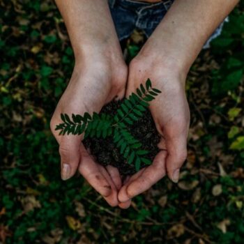 Hands holding small plant with soil.