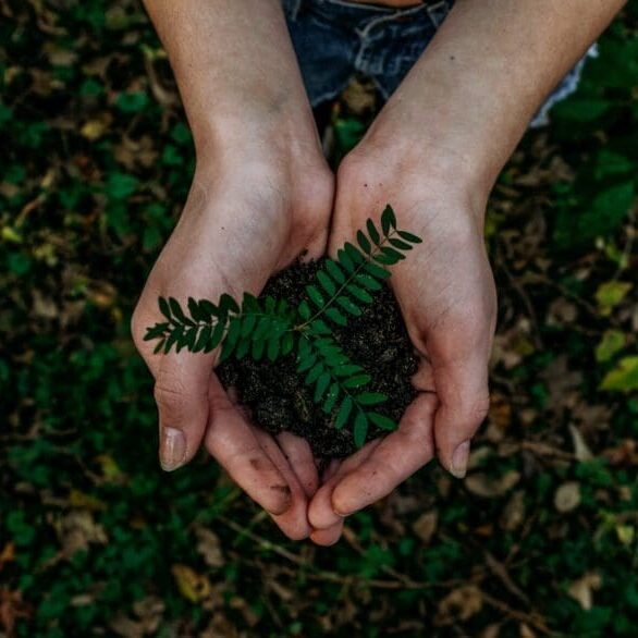 Hands holding small plant with soil.