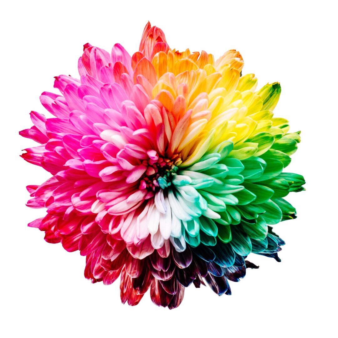 A colorful flower is shown in this image.